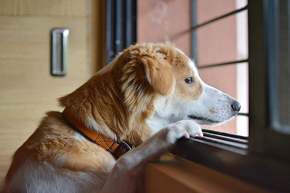 sad dog looking out window