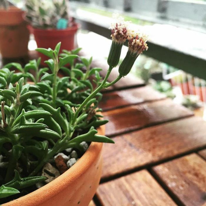 A dolphin succulent with flowers