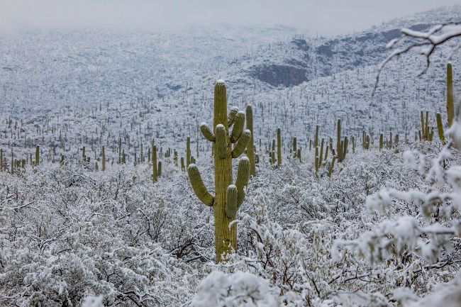 Cactus in snow