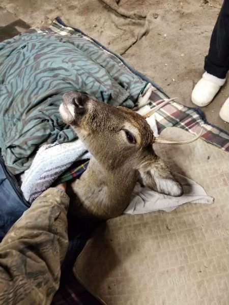 Rescued deer