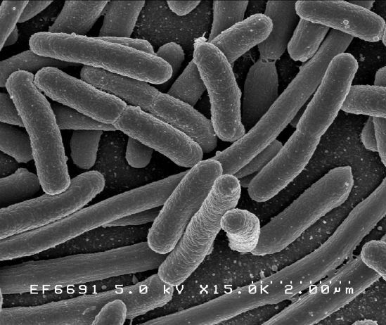 Gut bacteria