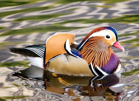 Mandarin Duck