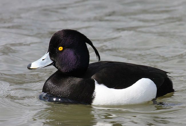 Tufted duck