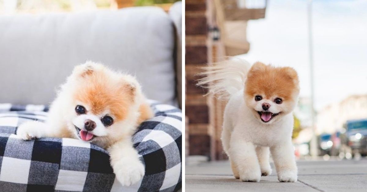 World's Cutest Dog Boo Dies Of 'Broken Heart