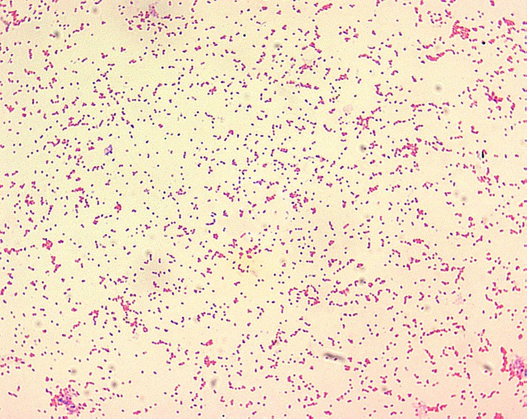 Brucella bacteria
