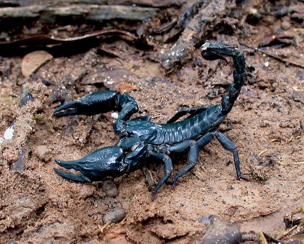 Asian Forest Scorpion 