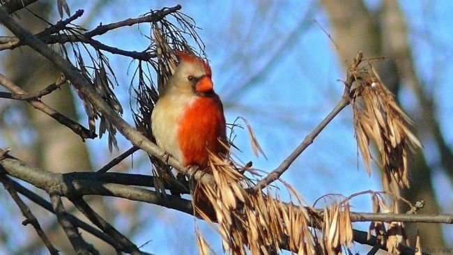 Half-sided cardinal