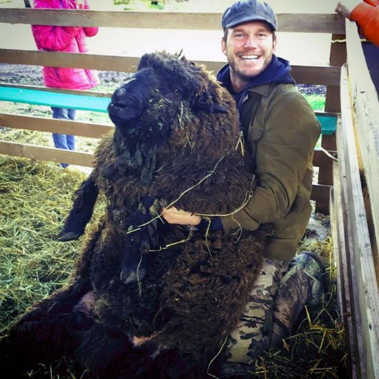 Chris Pratt sheep