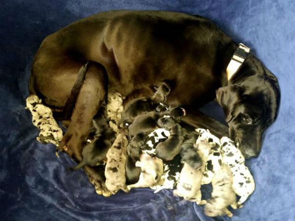 Great Dane Puppies