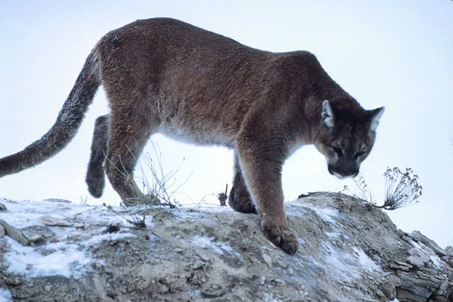 Cougar