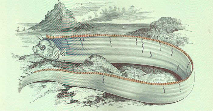 Oarfish