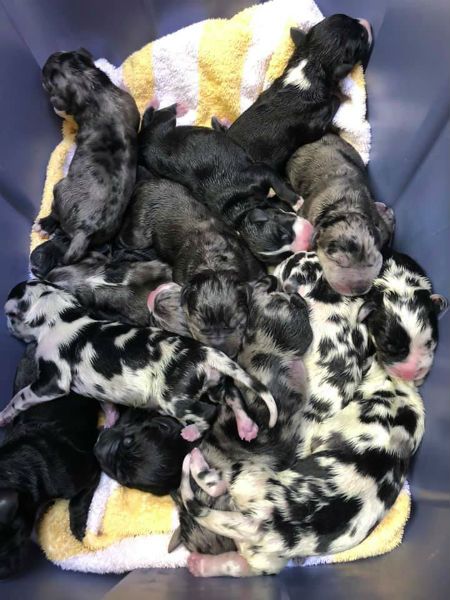 Great Dane Puppies