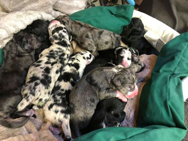 Great Dane Puppies