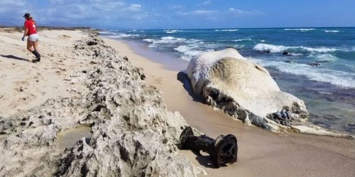 Hawaii Beach Whale