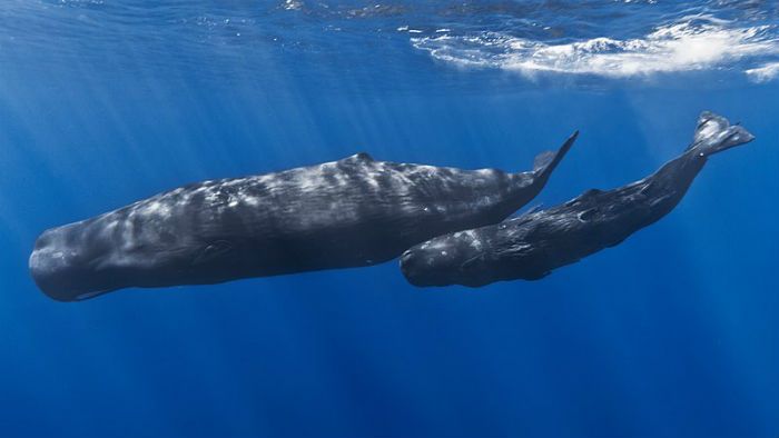 Sperm whale and calf