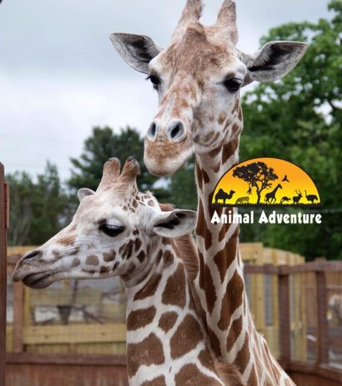 April the Giraffe Tajiri