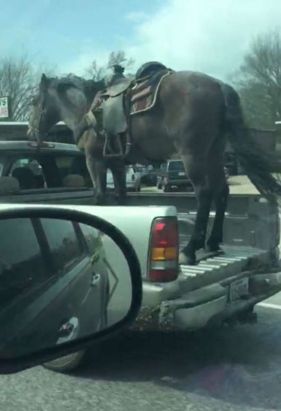 Horse pickup