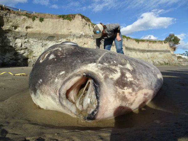 Hoodwinker sunfish