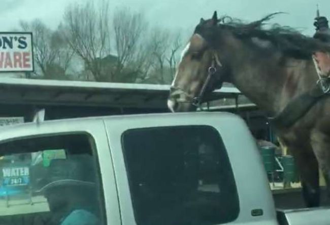 Horse pickup truck