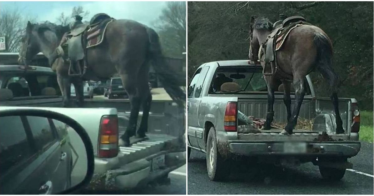 Cops Say Upsetting Video Of Horse In Speeding Pickup Is Completely Legal