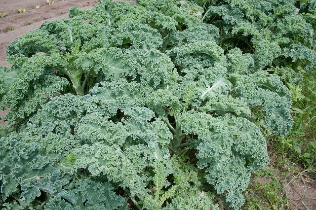 Kale