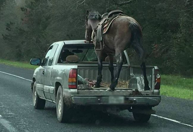 Horse pickup truck