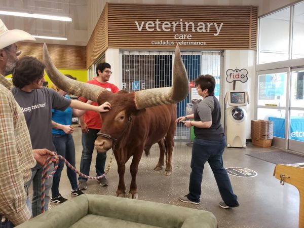 Oliver the Steer