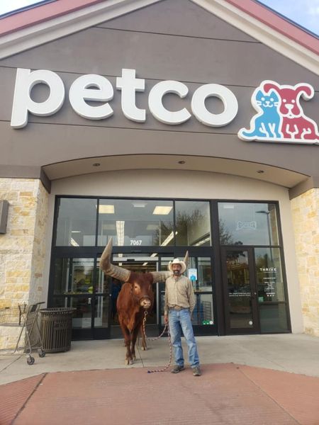 Oliver the Bull Petco