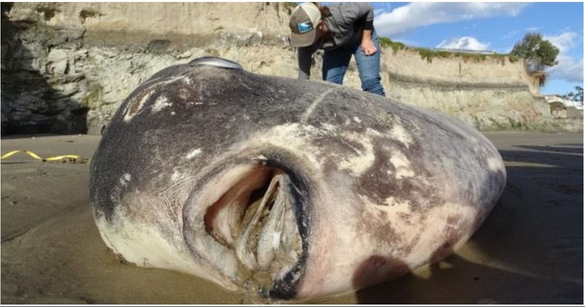 Rare sea creature, the hoodwinker sunfish, washes ashore in Southern California