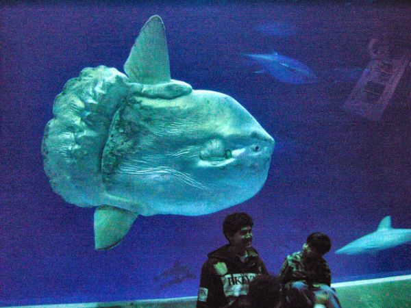 Ocean sunfish.