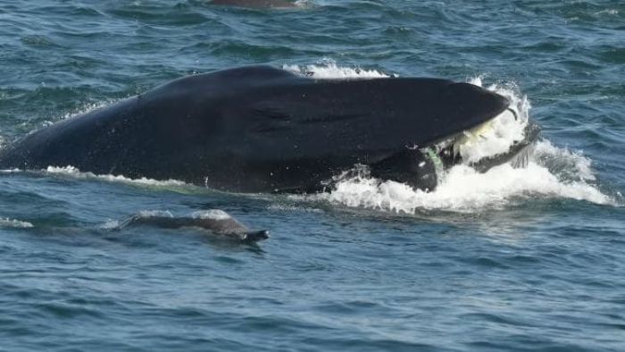 Whale diver