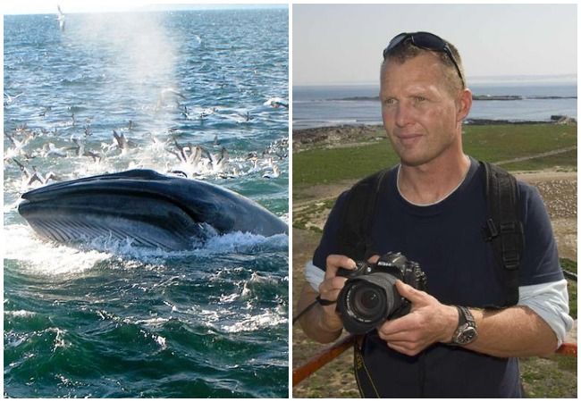 Bryde's whale