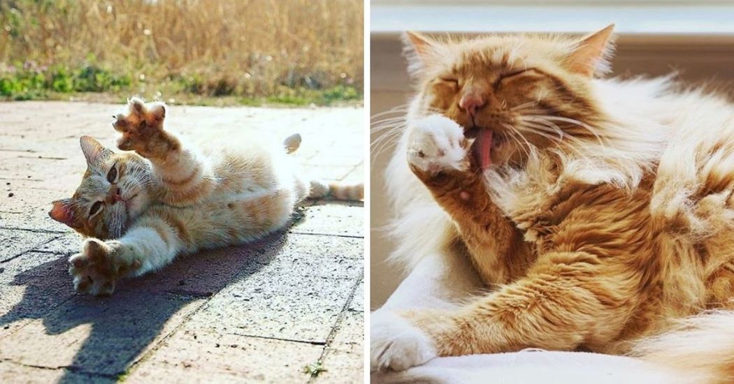 New York State Set To Ban Declawing Cats