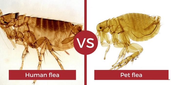 Are Human Fleas The Same As Animal Fleas Aja Pictures