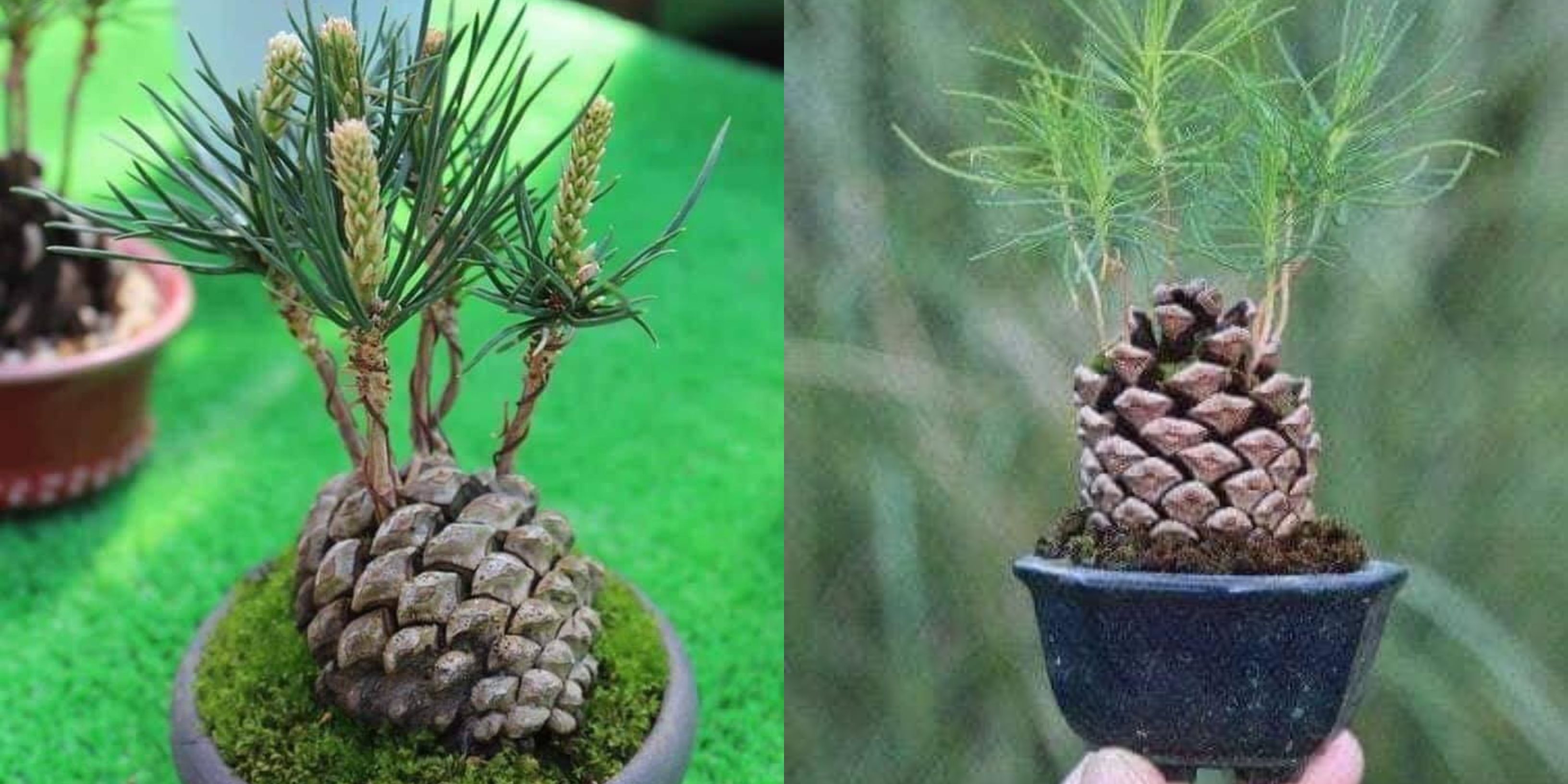 Grow Evergreen Trees From Pine Cones