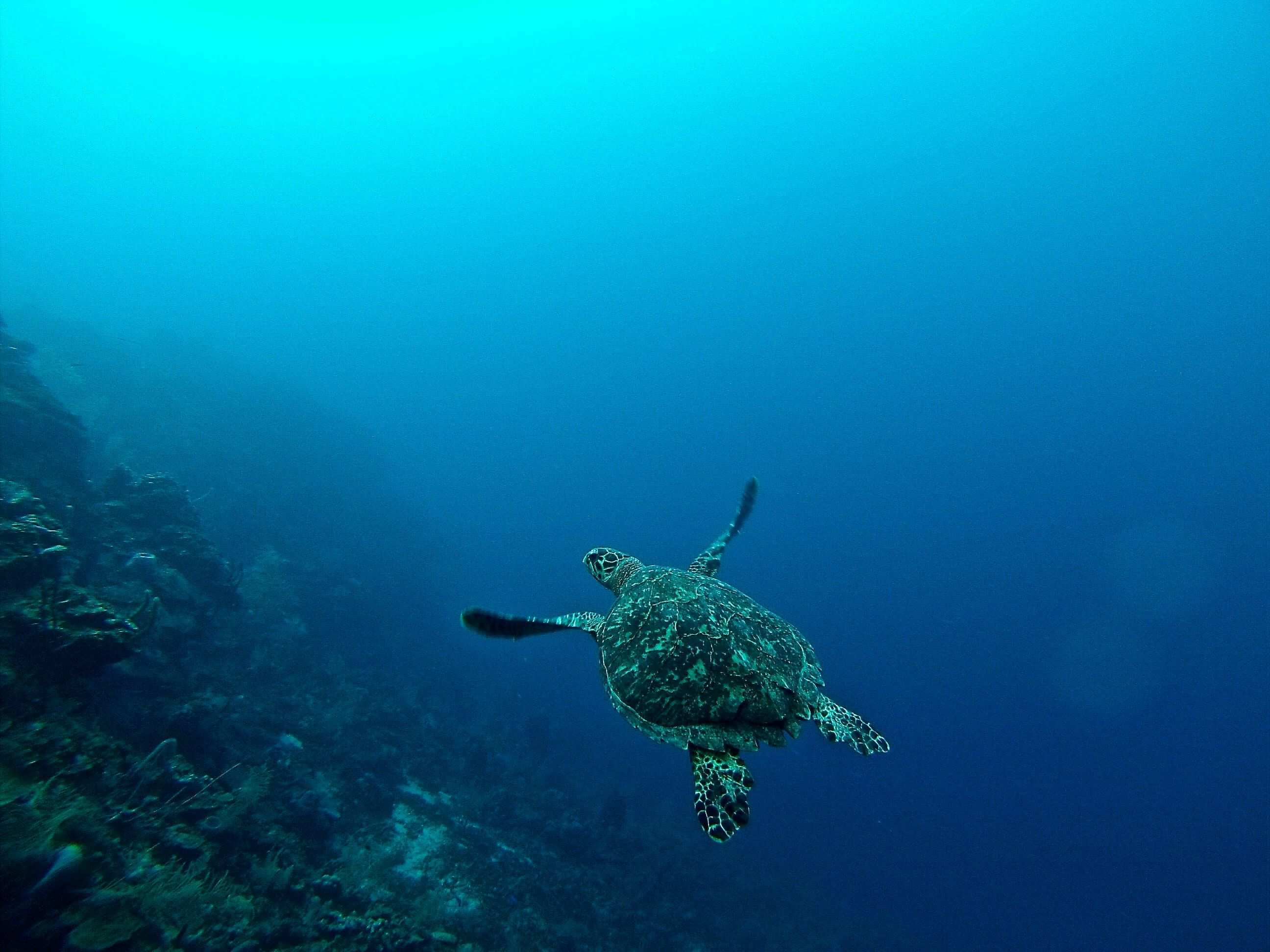 A turtle in the ocean