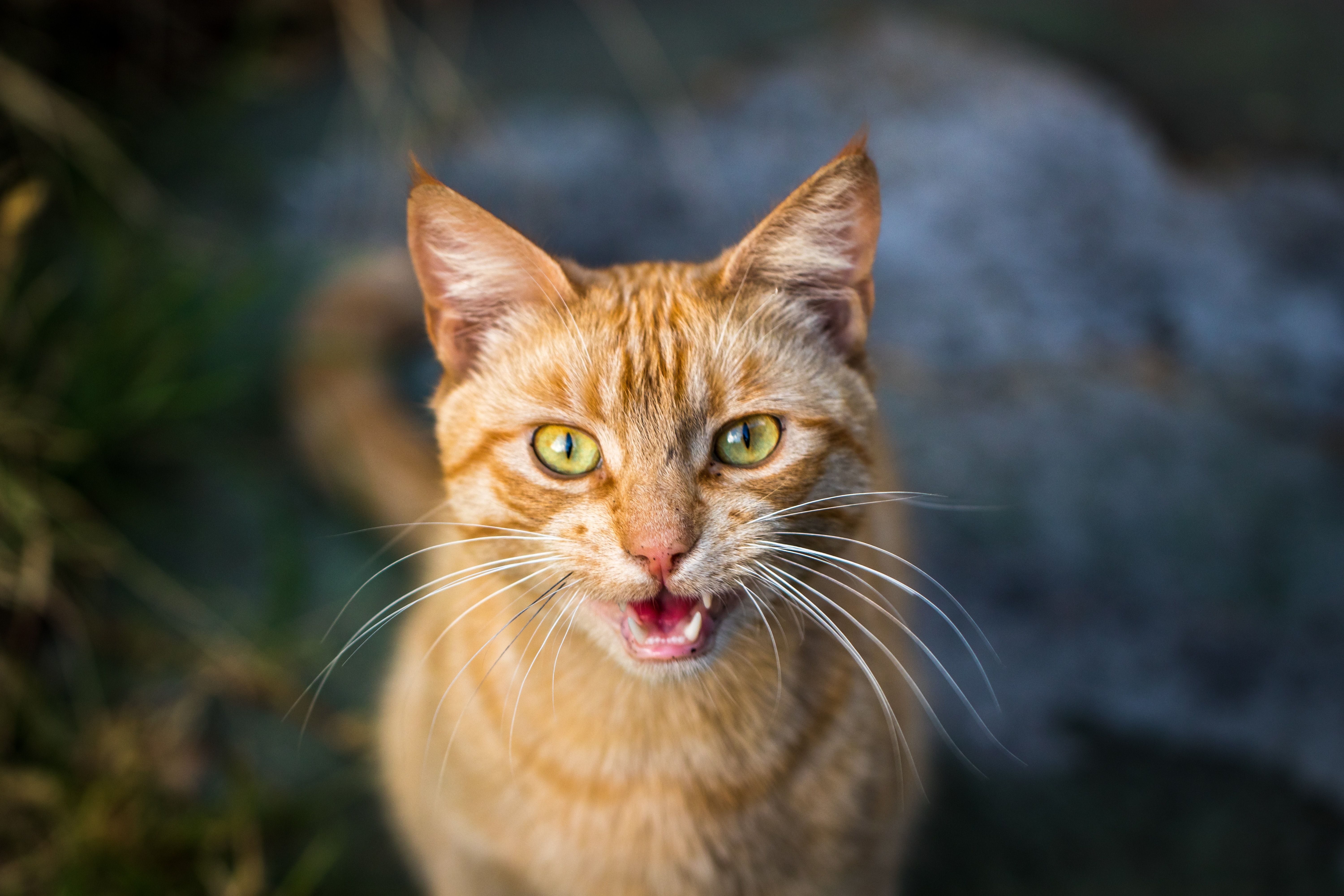 Мяуканье кота слушать. Кошка мяукает. Рыжая кошечка мяукает. Звуки кошек. Кот с приоткрытым ртом.